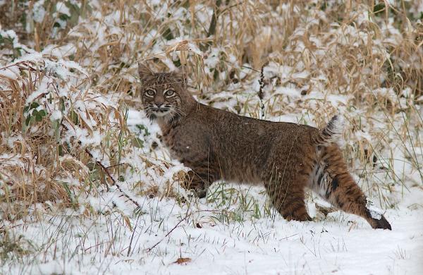 Photo of Lynx rufus by Len  Jellicoe